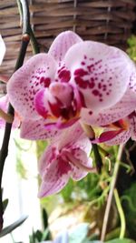 Close-up of pink orchid blooming outdoors