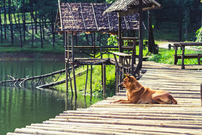 Lonely dog at bamboo raft in pang- oung lake park ,mae hong son province,thailand