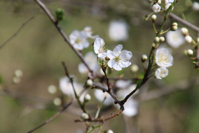 Close-up of fresh white flowers on branch