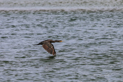 Close-up of eagle flying over lake