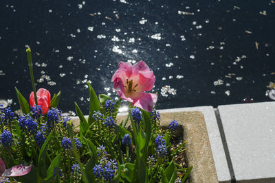 Close-up of flowers blooming outdoors