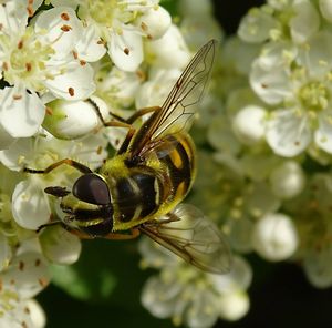 Close-up of bee pollinating on flower