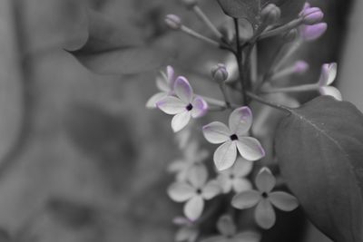 Close-up of pink flowers