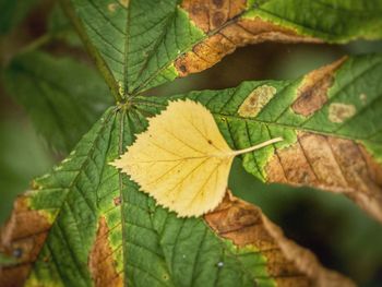 Close-up of leaves