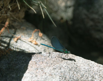 Close-up of insect on rock