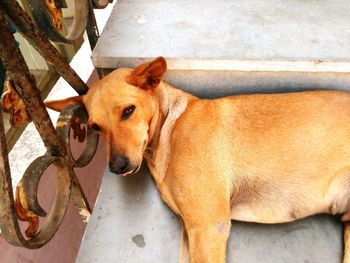 Portrait of stray dog resting on steps
