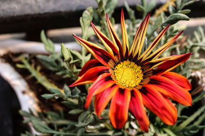 Close-up of red flowering plant