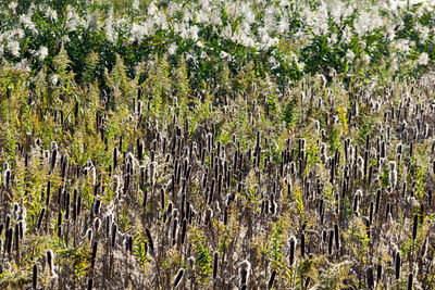 Close-up of plants against trees