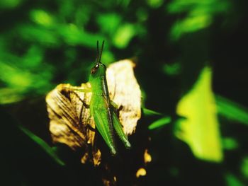 Close-up of insect