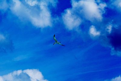 Low angle view of bird flying against blue sky