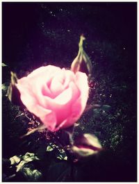 Close-up of pink rose