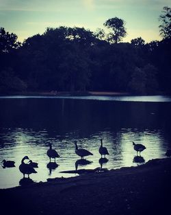 Swans swimming in lake against sky