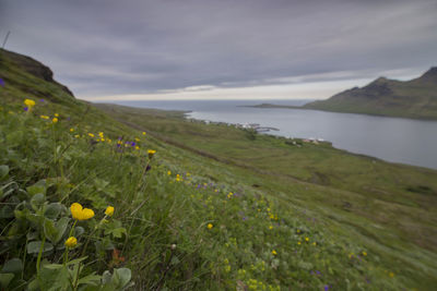 Wildflowers on field against cloudy sky