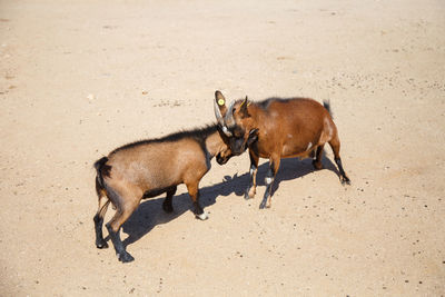 High angle view of goats fighting on field during sunny day