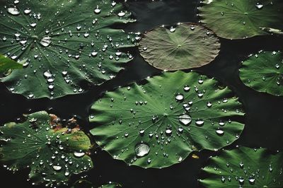 Full frame shot of wet plant