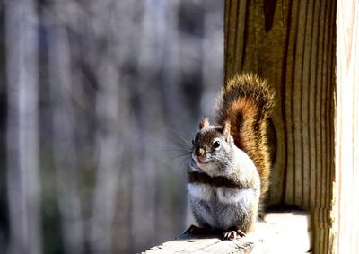 Close-up of squirrel on wood