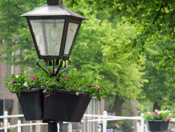 Close-up of potted plants in yard