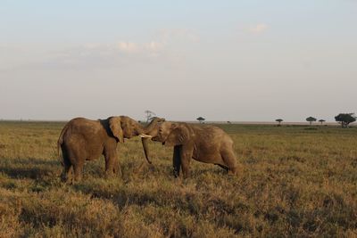 Elephant in a field