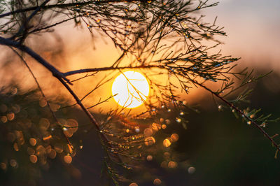 Close-up of tree against sky during sunset