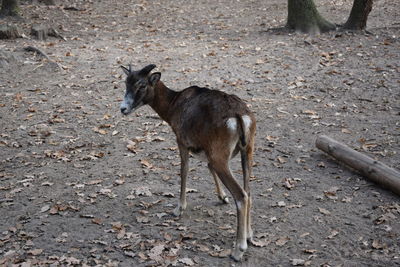 Side view of brown horse on field