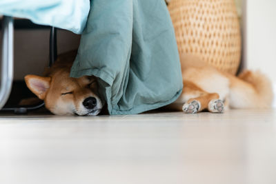 Cute shiba inu dog sleeping on wooden floor in room nordic furniture. cozy vibes