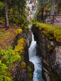 Scenic view of river amidst trees in forest
