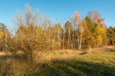 Trees growing in field against sky during autumn