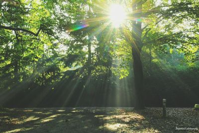 Sun shining through trees