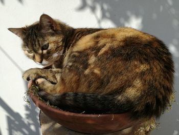 Close-up of cat sleeping