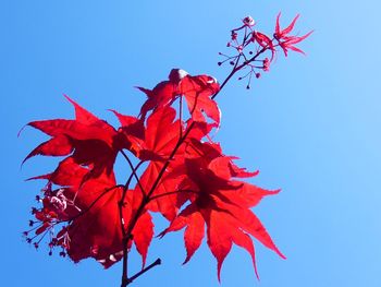 Low angle view of red maple leaves against blue sky