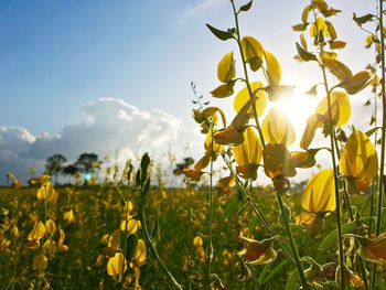 Close-up of yellow flowering plants on field against sky