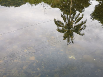 Reflection of tree in lake during winter