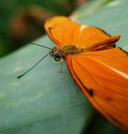 Close-up of orange butterfly