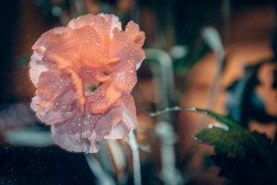 Close-up of wet carnation flower