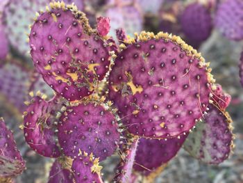 Close-up of pink prickly pear cactus