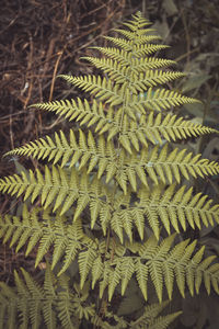 High angle view of fern leaves