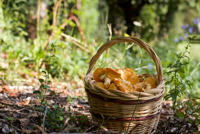 Close-up of mushrooms in basket on field