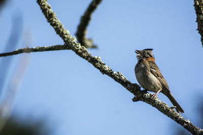 Low angle view of bird perching on tree against clear sky