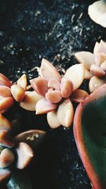 High angle view of fruits in water