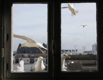 View of seagull on glass window