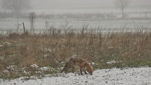 View of horse on field during winter