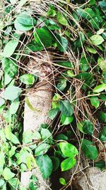 High angle view of plant growing on field
