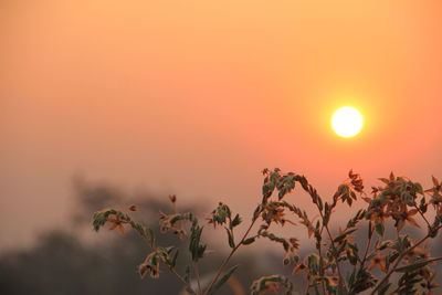 Plants against orange sky during sunset