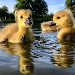 Ducks swimming in lake