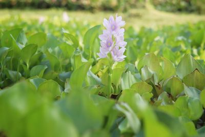 Close-up of purple flowering plant