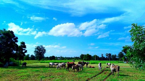 Cows grazing on field against sky