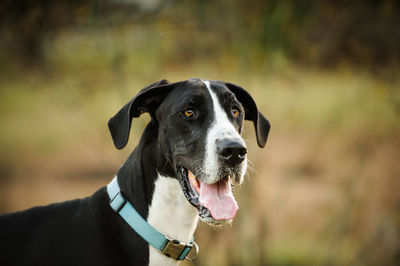 Close-up portrait of black dog