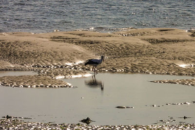 Seagulls on beach