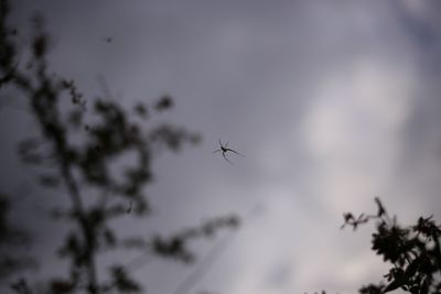 Low angle view of insect flying against the sky