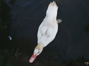 High angle view of white duck swimming in lake